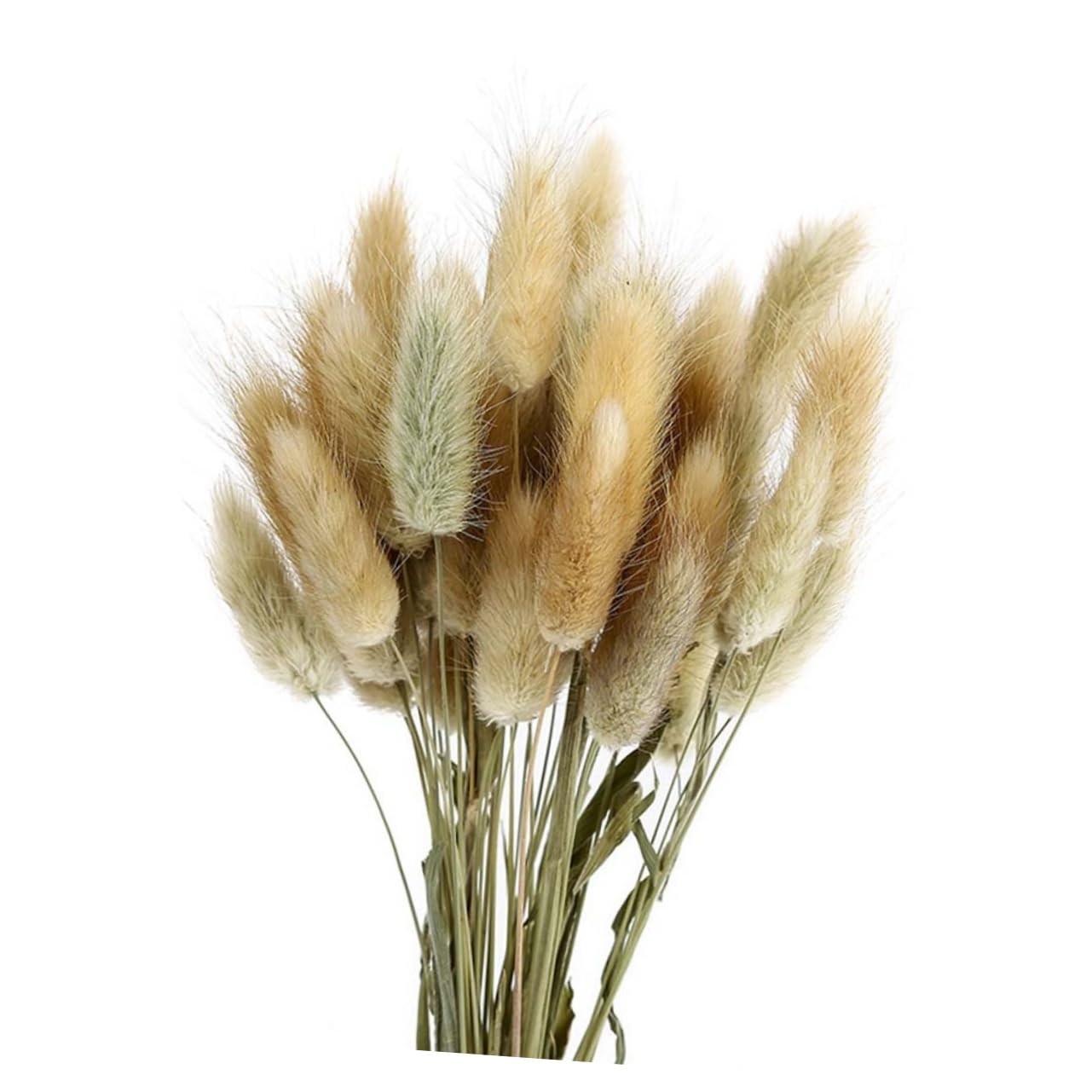 Cabilock 3 Uds 1 Uds Decoración del Hogar Flores Secas Cola De Conejo Plantas Naturales Flor Natural para Foto Hogar Pennisetum