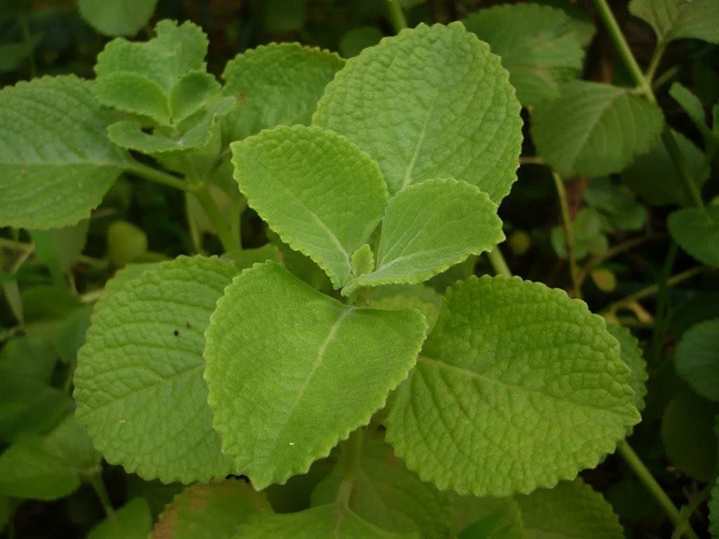 Ohhsome Hribera Iruveli Coleus Zeylanicus - Medicinal Herb Plant Chumakoor Ka|Eruvely (Healthy Live Plant) (B09HN6FK4T) Amazon Price History, Amazon Price Tracker
