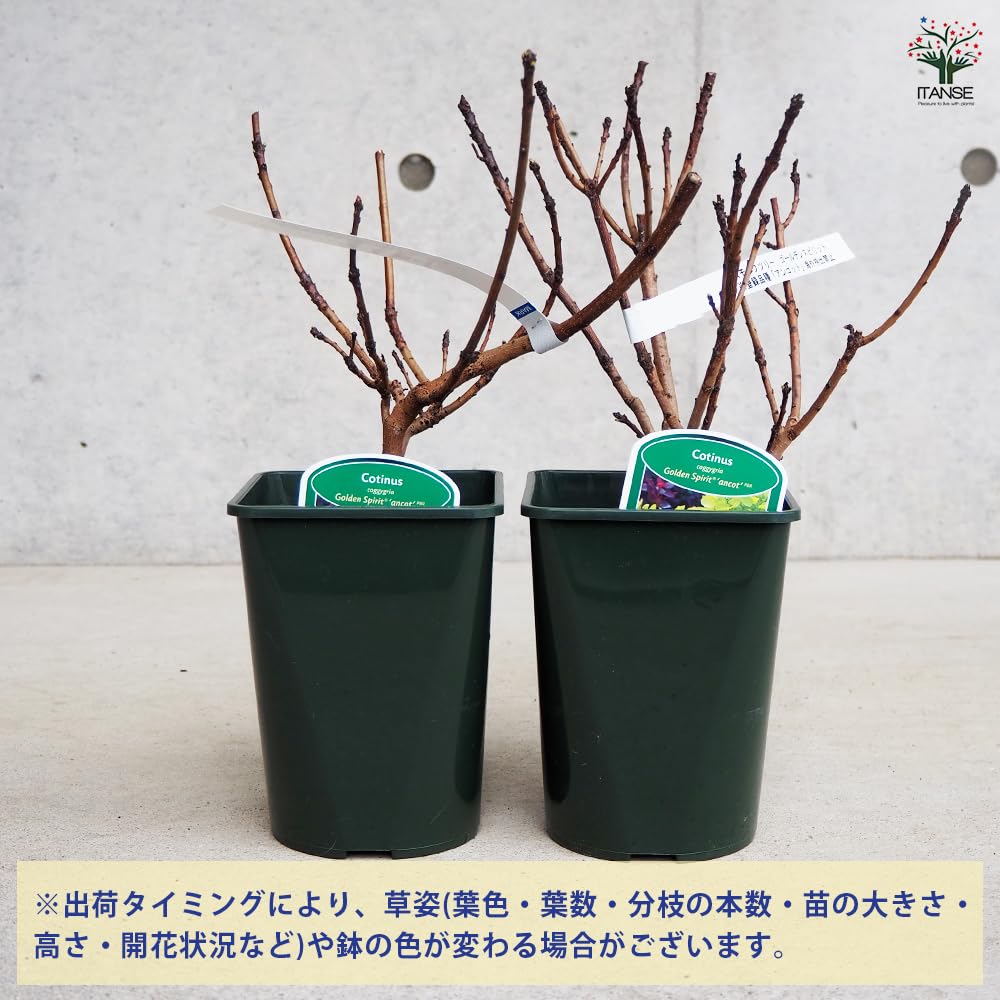 Amazon.co.jp: スモークツリー ゴールデンスピリット 挿し木苗 4号 1個