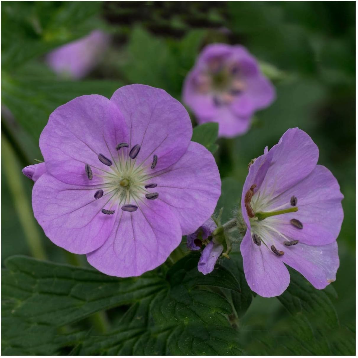 Everwilde Farms - 1/4 Lb Wild Geranium Native Wildflower Seeds - Gold Vault