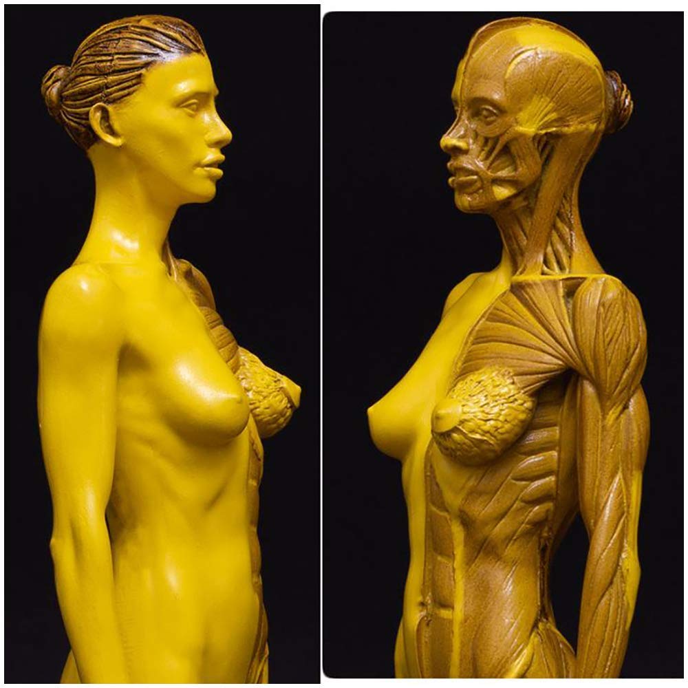 Modelo anatomía Figura anatomía Humana - Esqueleto músculo Humano 11 Pulgadas Figura anatomía Humana Figuras Dibujo maniquí - Modelo Hueso músculo Humano, Modelo Esqueleto para Estudio y enseñanza