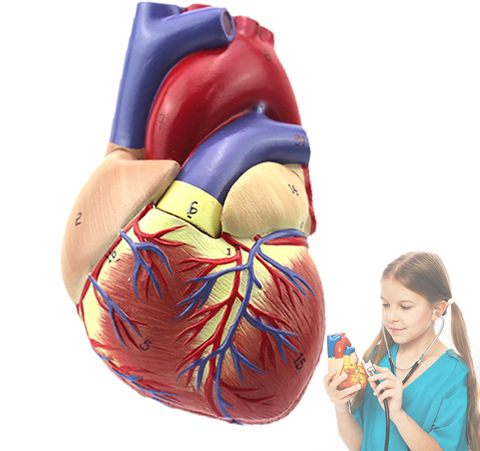 BOVDC Human Heart Anatomical Model, 1:1 Human Life Size Heart Model, Detachable Cardiology Anatomy Teaching Model for Anatomy Classroom Study Display