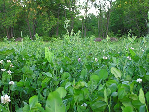 Whitetail Institute Conceal Deer Food Plot Seed For Spring Planting - Provides Tall, Thick Cover For You And/Or Your Deer & Alfa-Rack Plus Deer Food Plot Seed, Perennial Blend, 3.75 Lbs #TOP6