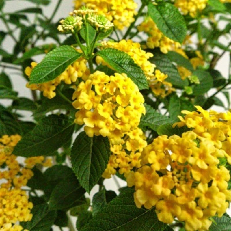 4 Colorful Perennial Lantana Trees Live Plants, Trailing Yellow Blooms, Hardy and Long Blooming Seasons, Fragrant, 5-10" in Tall, Full Sun Growing