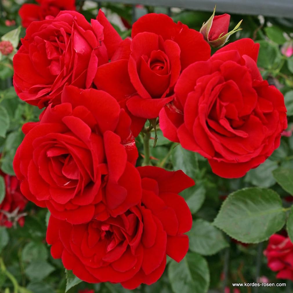 2 x Rosier - Rosa 'Sympathie' pot 25-30 cm - Un rosier grimpant passionné aux fleurs parfumées d'un rouge profond.