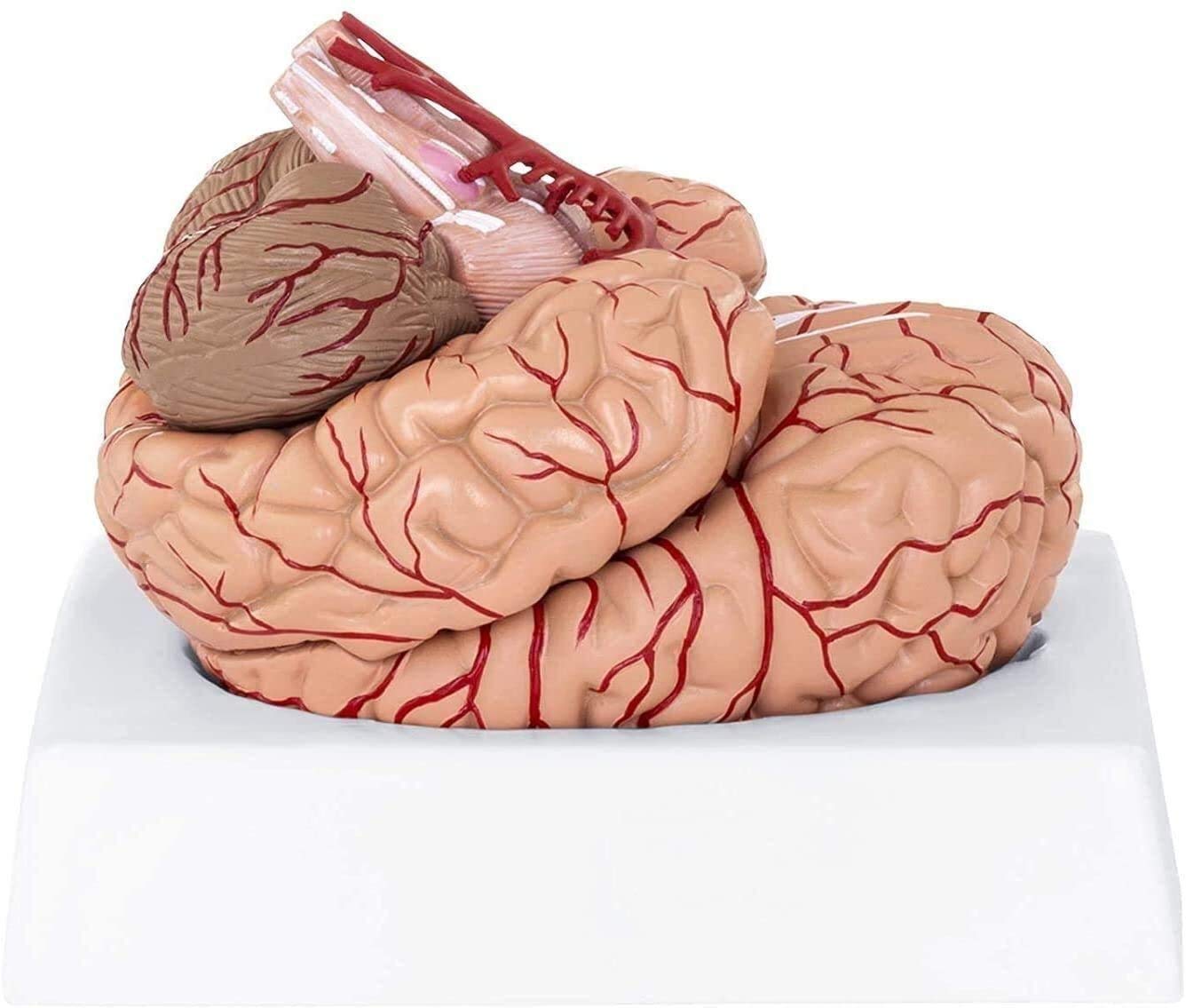 Gehirn Anatomisches Modell Phy BM-1 realistisches 3D-Modell im Maßstab 1: 1-Modell, 9 einzelne Segmente