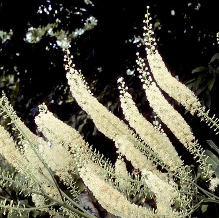 5 Black Cohosh Roots - Black Snakeroot Bugbane Roots - Actaea Racemosa - (5 Pack)