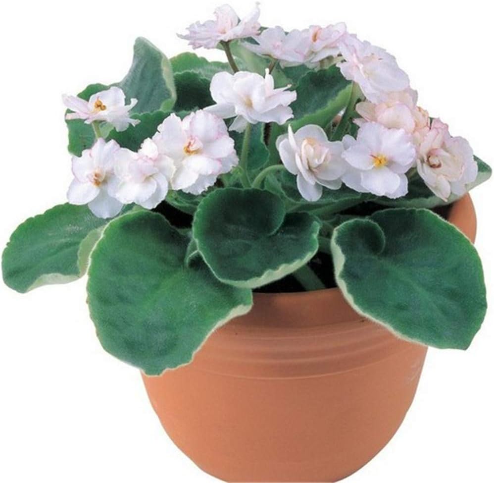 Star Supermarket 16 Colors Violet Seeds, 100pcs Potted Violet Seeds Beautiful Plant Bonsai Flower Bonsai African Violet Bonsai DIY Home Garden
