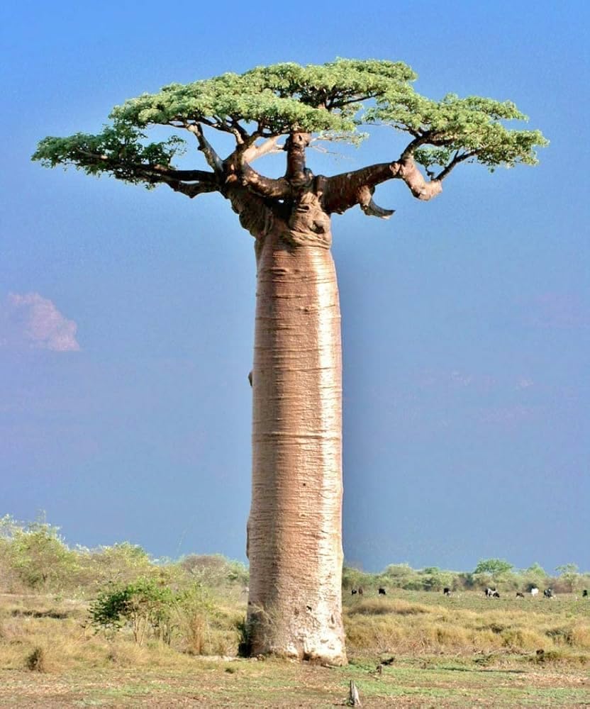 QUITO African Baobab Tree Plant, Live Indoor/Outdoor, Easy Care Healthy Seedling hight 2/3 feet fast growing plant-image-5