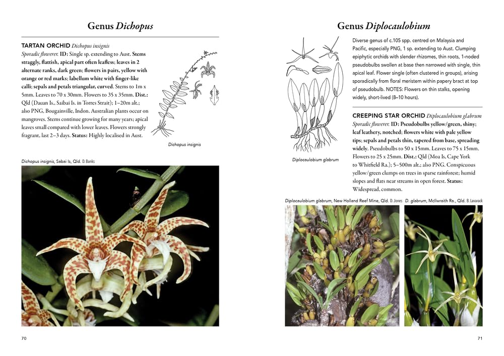 'Field Guide to Australian Orchids - Epiphytes: including the island territories