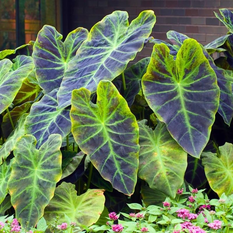 Alocasia Plant Live, Rare Elephant Ear Plant Indoor in 4 Inch Pot, Tropical Foliage, Compact Houseplant for Office, Room and Home Décor - Green Vein