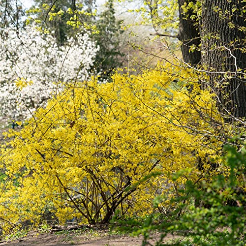 Perfect Plants Lynwood Gold Forsythia Shrub 3 Gallon | Live Shrubs For Outdoor Planting | Fast Growing & Provides Privacy | Gorgeous Yellow Flower In Spring #TOP5