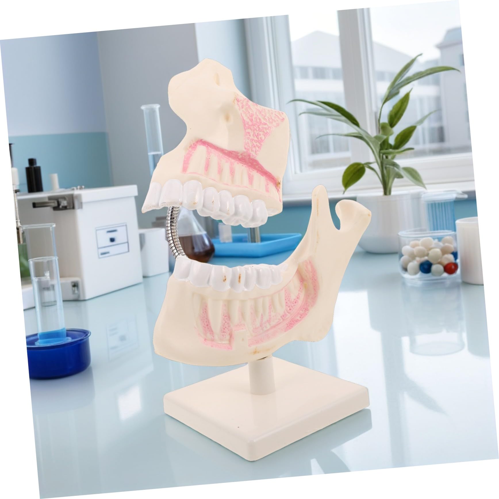Overdenture Modell Kieferorthopädisches Übungsmodell Zahnersatzreparatur Übungszahnmodell Dekor Skulptur Zahnschnitz Trainingsmodell Zahnschnitz Übungsmodell Kunststoff