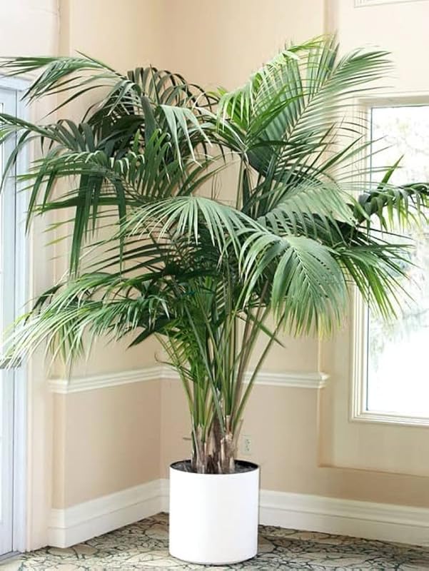 Live Areca Palm PLant Indoor Outdoor Real Houseplant Air Purifier Approved by NASHA for Home, Office, Garden Decor (Pack1of Healthy Small Size Plant) For Home Farming Pack Of 1 (B0CV8GPBBS) Amazon Price History, Amazon Price Tracker