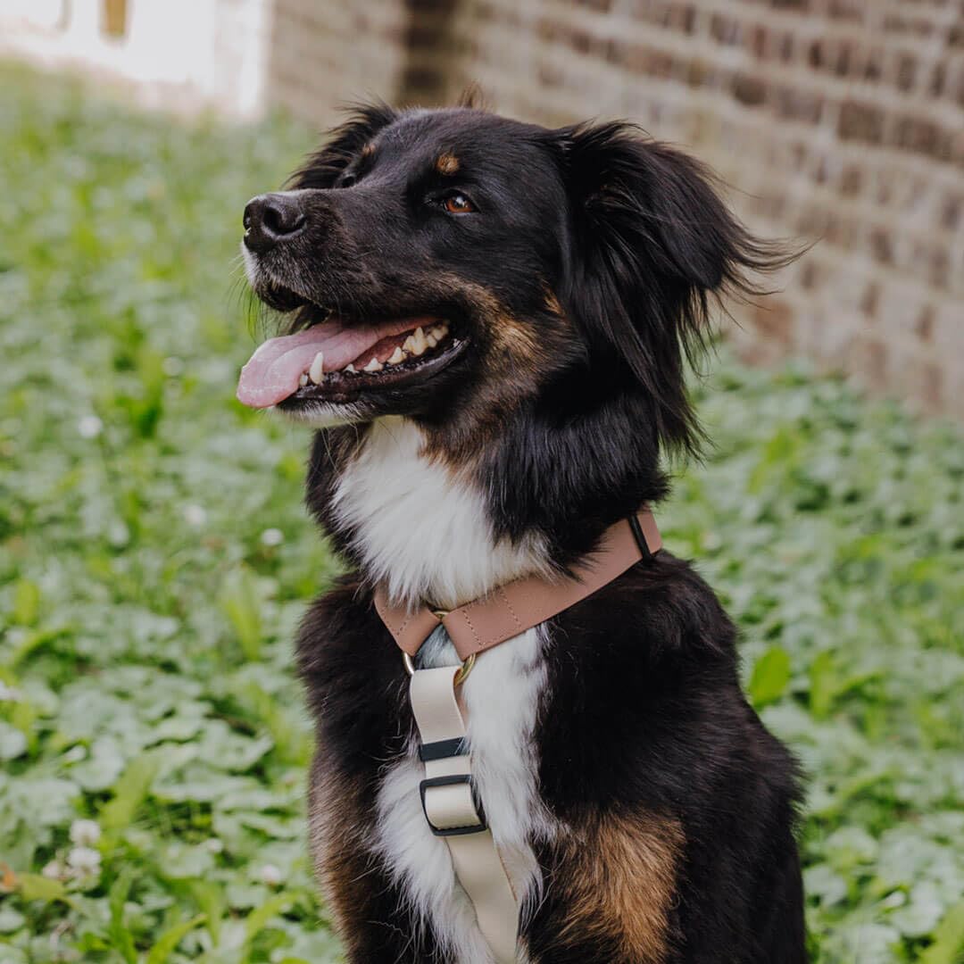 Outdoor Hundegeschirr Handmade, 5-Fach verstellbar & wasserfest, kleine bis sehr große Hunde, Führgeschirr Brustgeschirr Führungsgeschirr Hund Training (Mocca/Mousse, M)