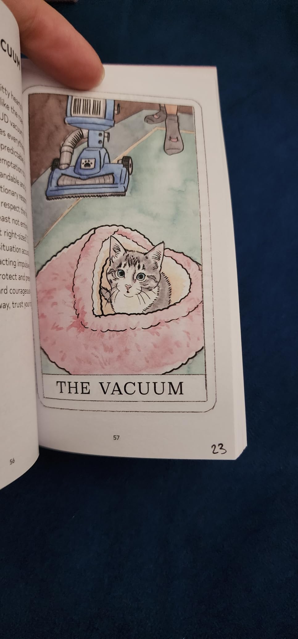 Kitten Oracle: 50 Cards & Guidebook : Kott, Megan Lynn: Amazon.com.au ...