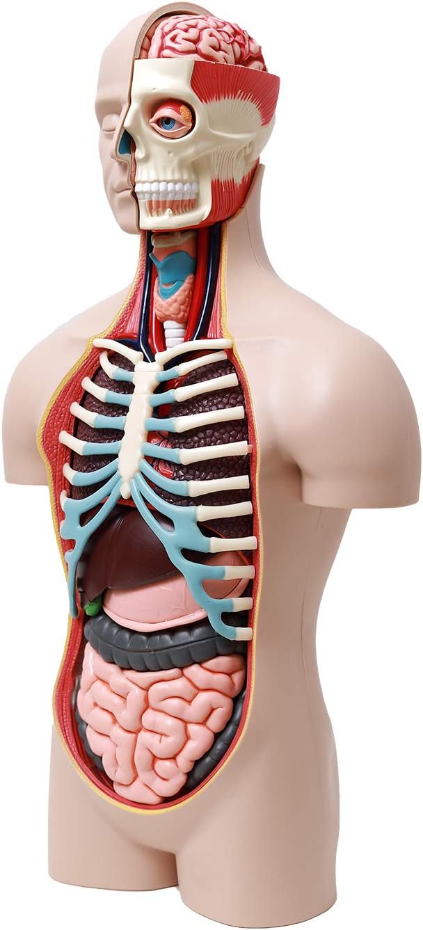 Amazon 4d Human Anatomy 人体模型 立体パズル 全54パーツ 全長38cm スケール1 2 5 ユニセックスモデル 人体解剖 人体標本 立体パズル おもちゃ