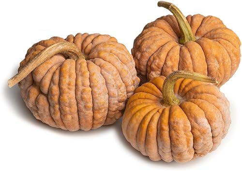 Black Futsu - Paquete de semillas de calabaza japonesa de calabaza de invierno para plantar