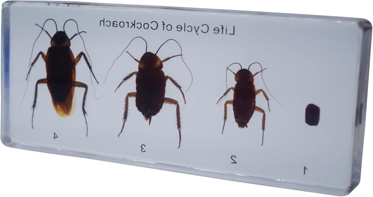 Taxidermy Cockroach, Life Cycle of Real Cockroach Specimen Animal Specimens in Resin for Science Classroom Cockroach Science Education