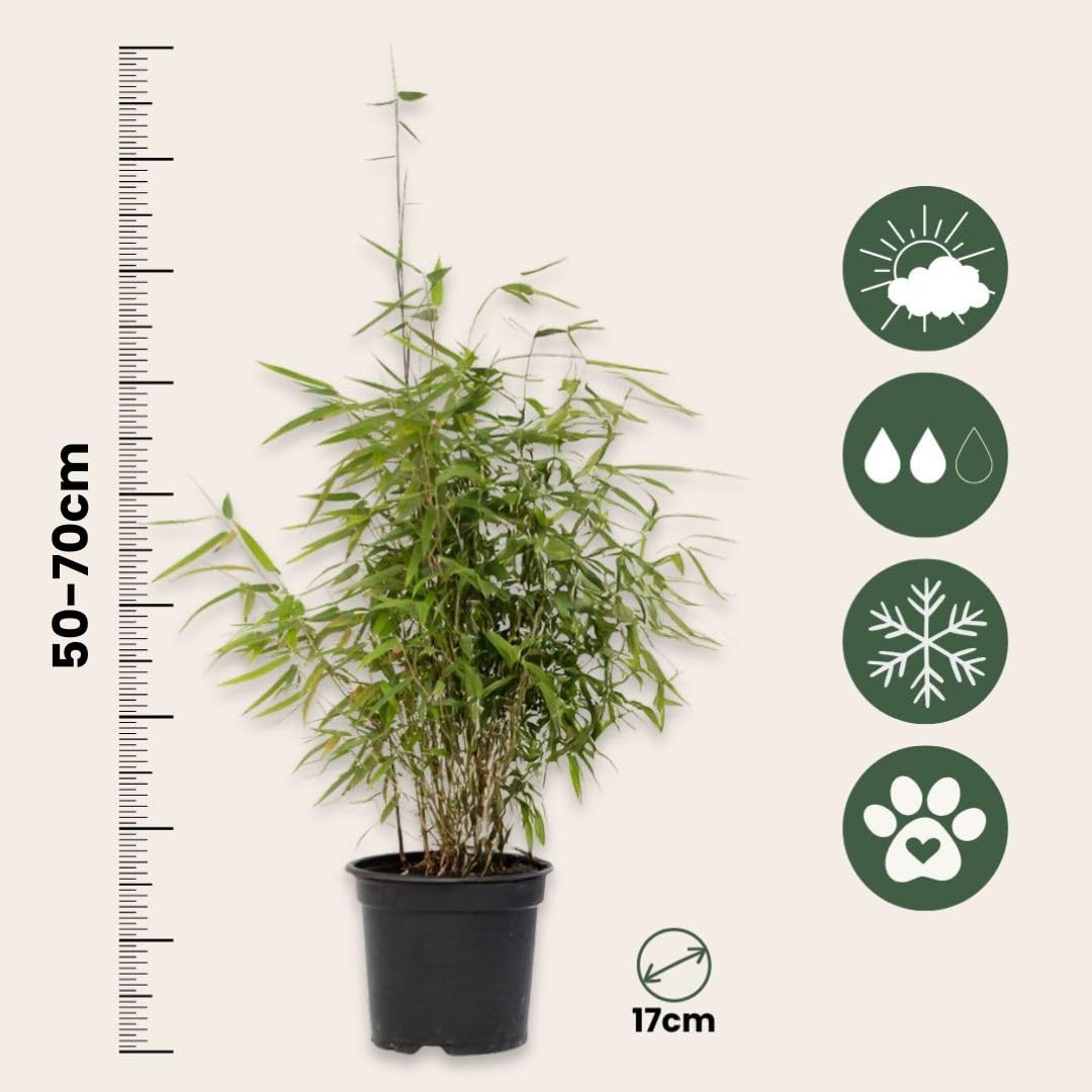 Plant in a Box - Fargesia lśniąca - Fargesia nitida 'Gansu' - Wysokość 60-80cm - Doniczka 17cm - Bambus nieinwazyjny - Zielony