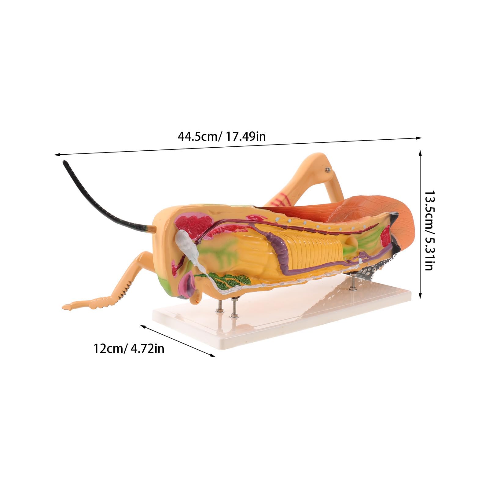 Modèle de Sauterelle en Pvc Organes Détachables, Structure Amovible pour Apprentissage Biologie en Laboratoire et Enseignement Scientifique