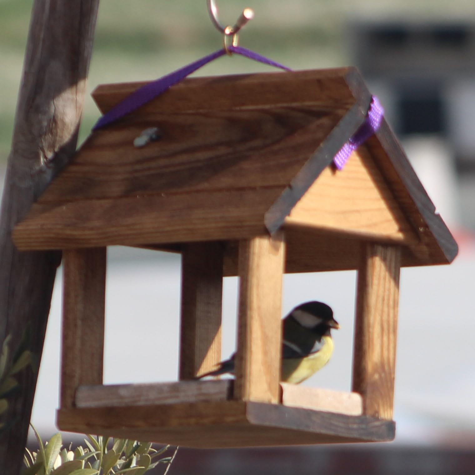 Comedero para pajaros Sparrow con bolsita pequeña de Comida para pajaros Silvestre.