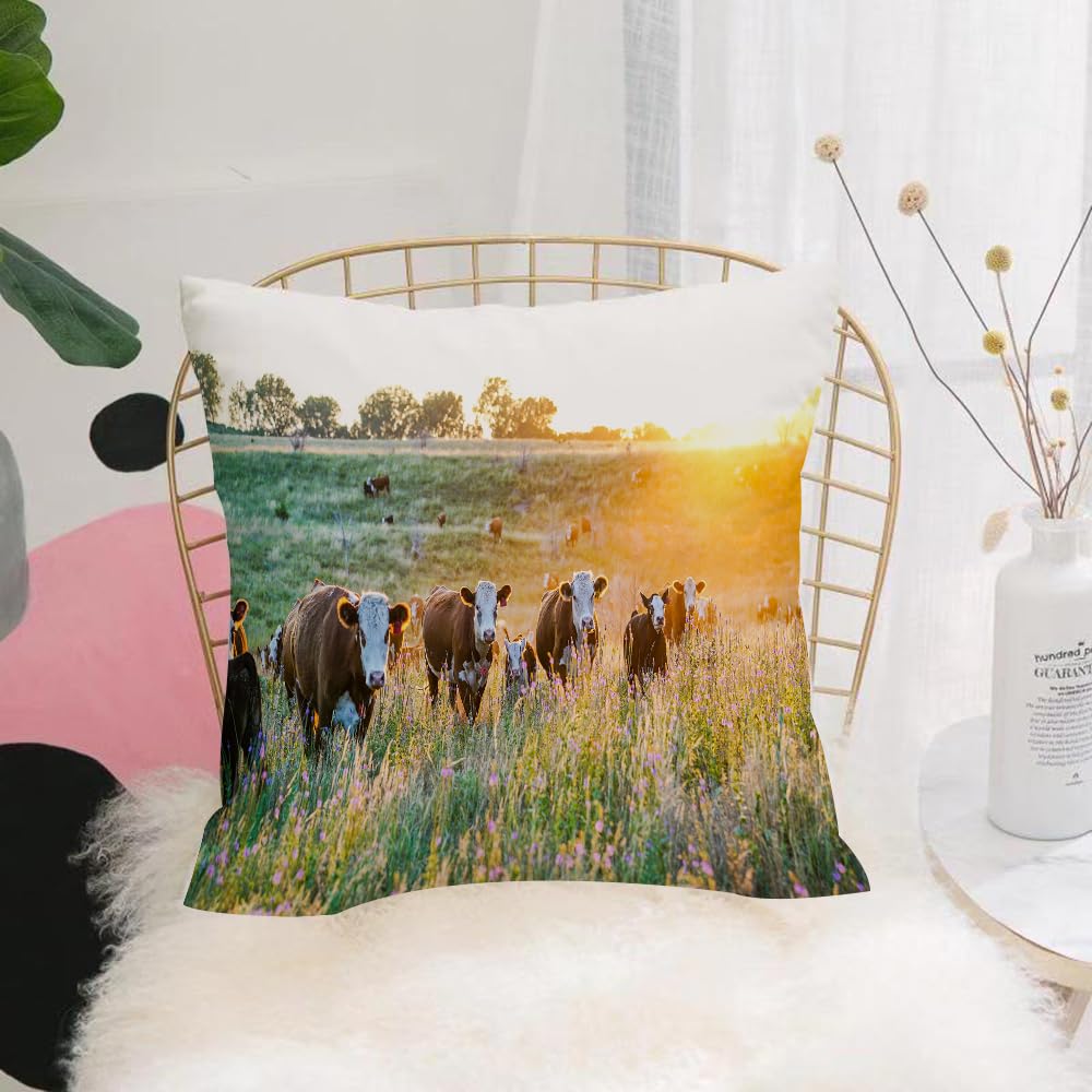 HYMSXW Cushion Cover,Throw Pillow Case Home Decorative for Living Room Bedroom Sofa Chair 20X20 Inch,Livestock Cow Nebraska Hereford Cattle Sunset Nature Countryside Parks Farm Mid,Pillowcase 50X50cm