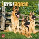  German Shepherds 2014 - Deutsche Schäferhunde: Original BrownTrout-Kalender [Mehrsprachig] [Kalender] (Wall-Kalender)