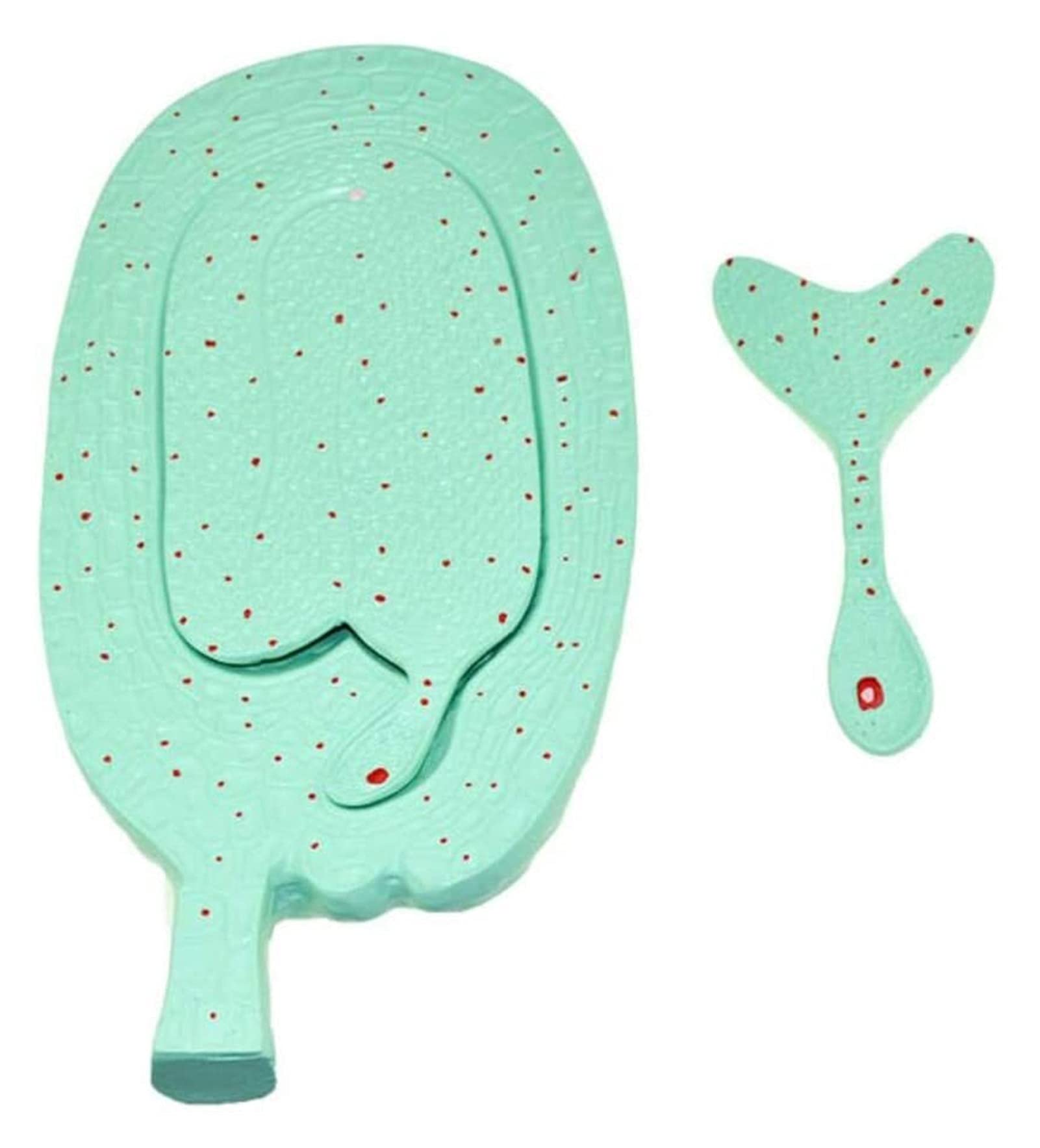 Body Model Anatomical Plant Model Anatomical Chives Embryo Development Model Longitudinal Section Learning Anatomy Model