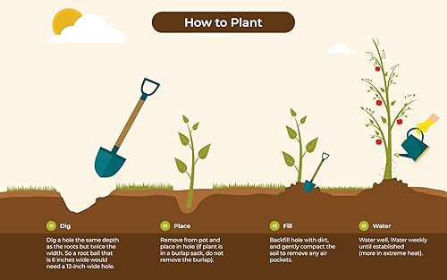 Miniatura 2 de EZ Growing Frost Proof Gardenia (Gardenia Jasminoides) Arbusto ornamental de hoja perenne con flores dulces y cautivadoras en flores blancas en