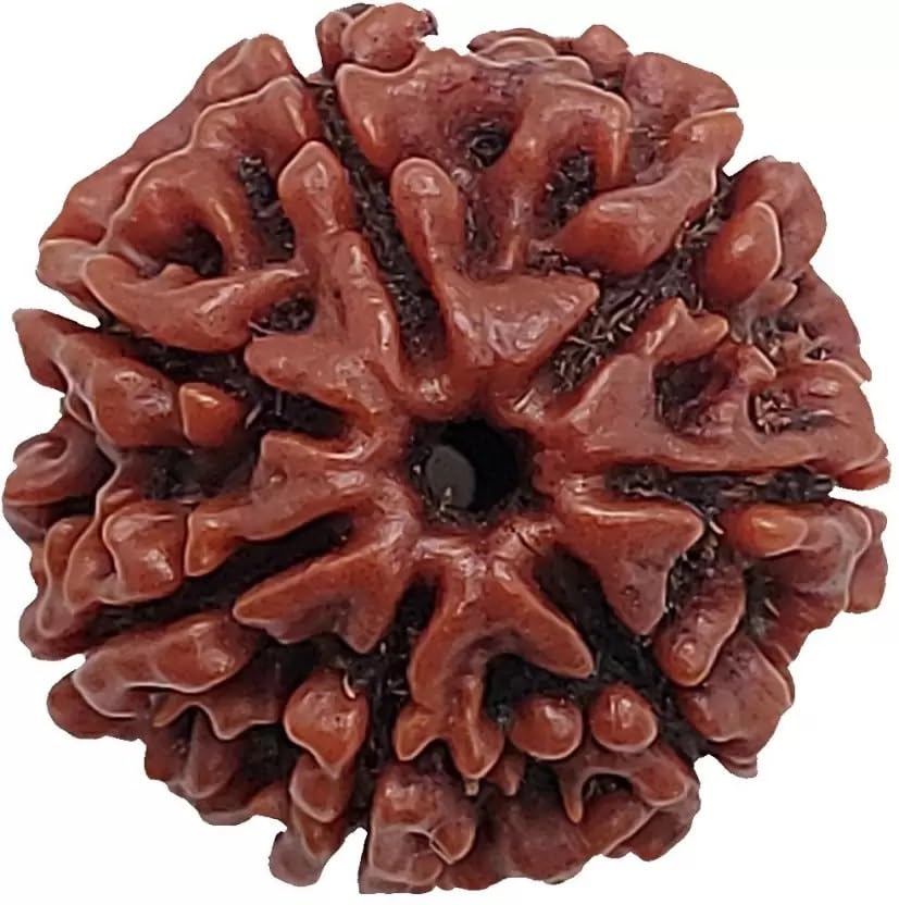 Seven Mukhi Rudraksha bead Original Certified For Seven Mukhi Rudraksha bead, seven Face Rudraksha Satmukhi Rudraksha By Certifiedx16