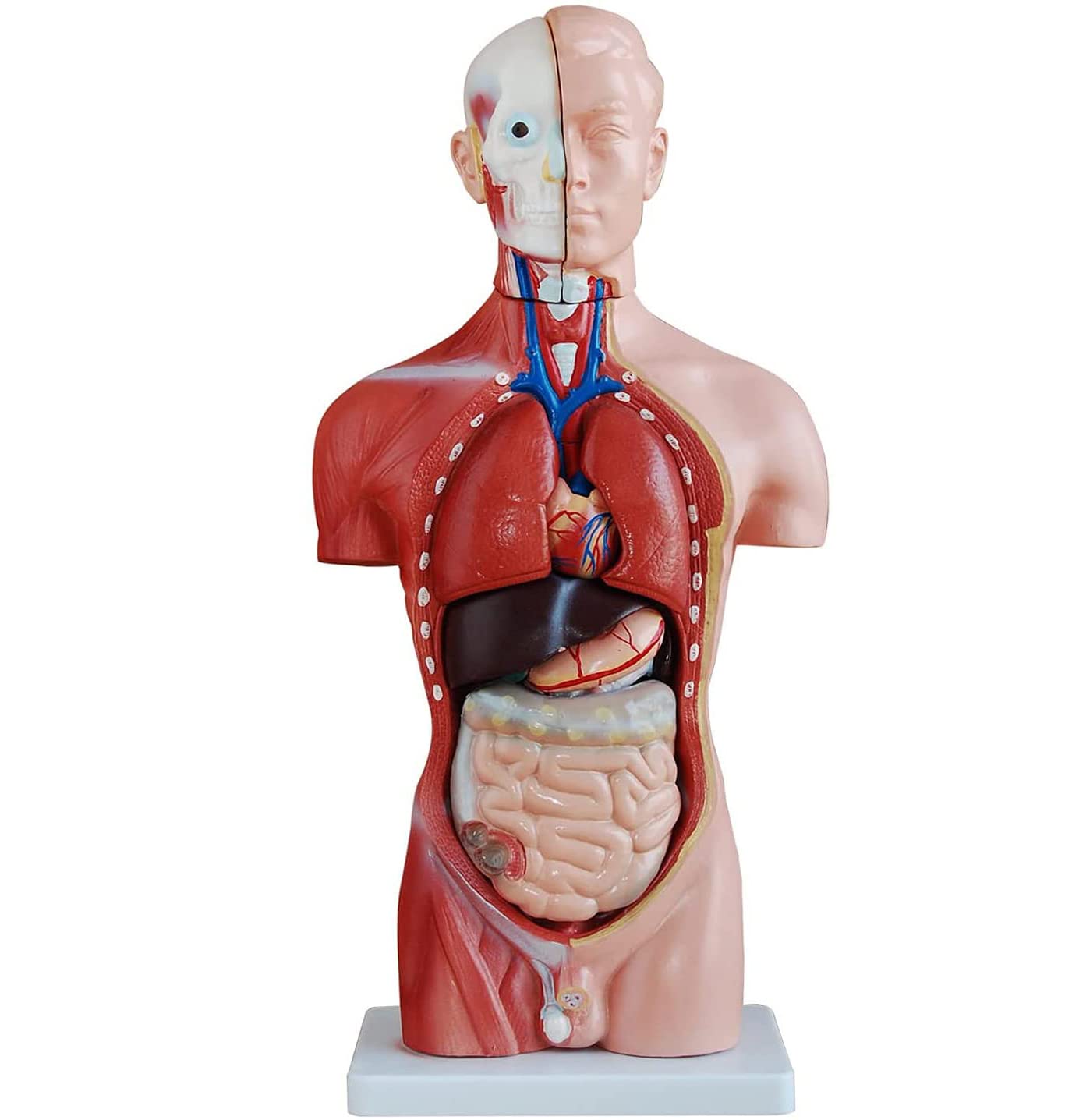 Amazon.co.jp: 人間の胴体の解剖学的モデル 45 Cm 人間の胴体,人体解剖