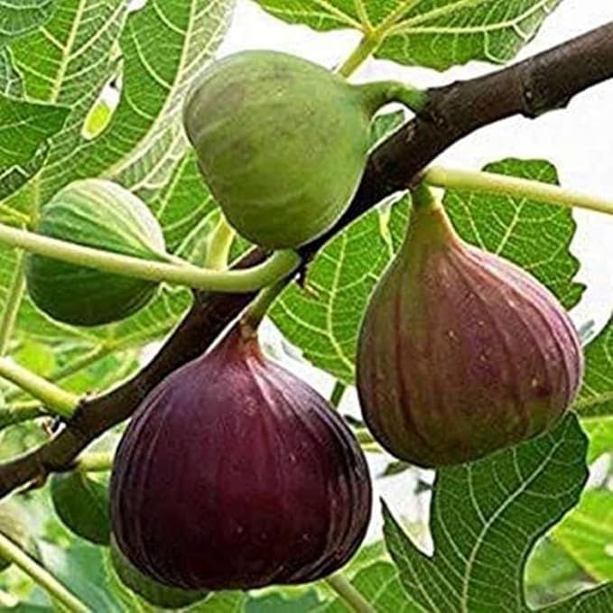 Live Original Poona Variety All Time Anjeer Fig Plant, Hybrid Dumur, Air Layered Plant (Fruit After 6 Month)-picture-18