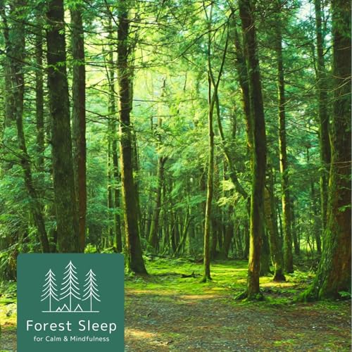Play Forest Sleep for Calm & Mindfulness by Nature Sounds for Deep ...