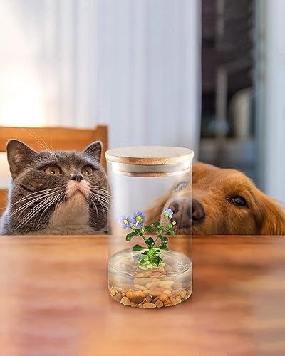 Miniatura 7 de Bloomify Violeta persa (Exacum Affine) - Terrario de flores vivas en tarro de vidrio autosostenible, sin mantenimiento y florece para todas las