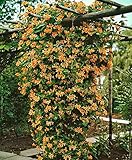 Mandarin Honeysuckle Vine - Perennial - Lonicera - 2.5