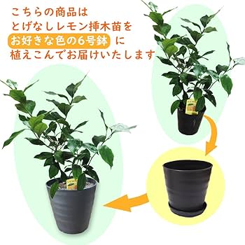 レモンの木様 リクエスト 6点 まとめ商品 楽天市場】トゲ なし レモン の 木の通販