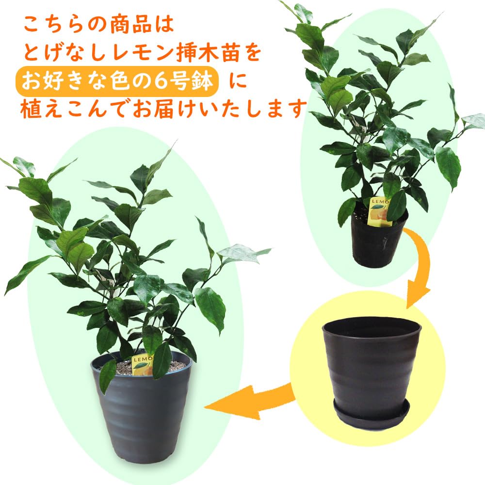 Amazon.co.jp: 【 植え替え不要 】選べる鉢色 とげなしレモン