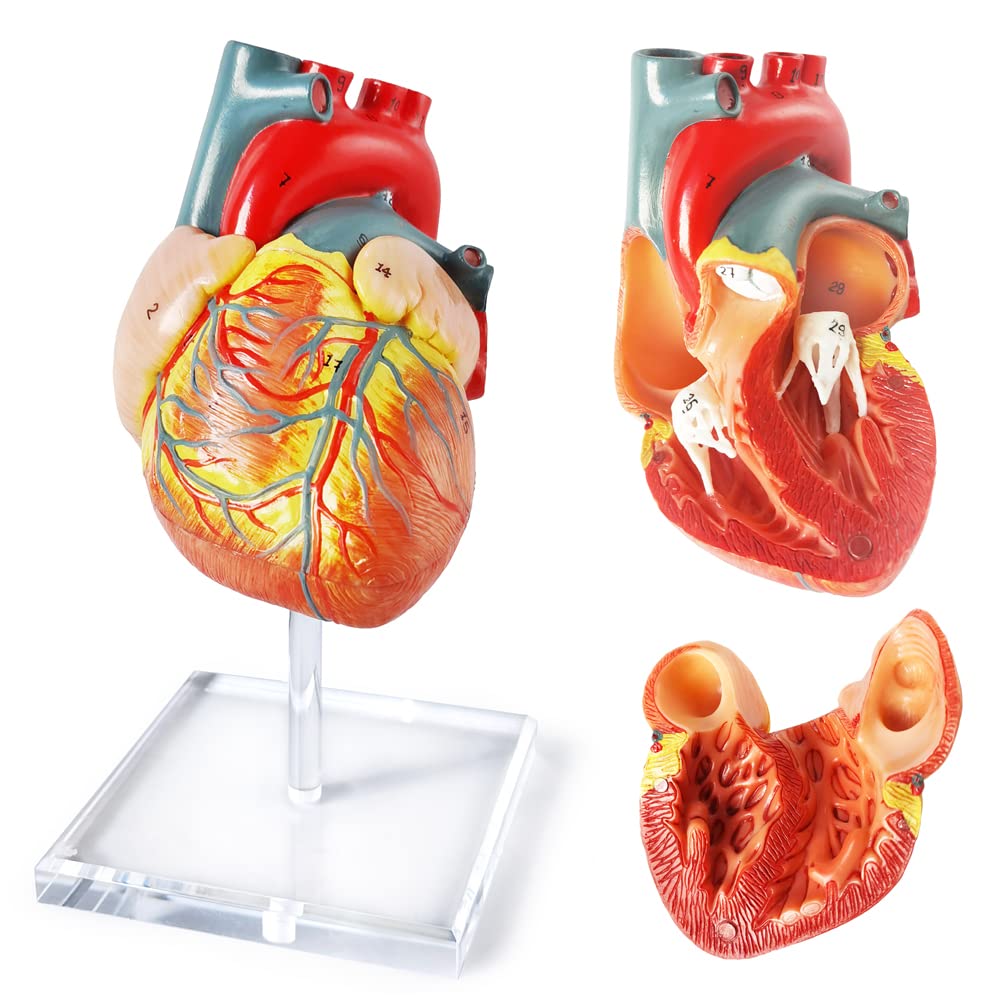 Amazon.com: Human Heart Model For Anatomy - 2 Part Life Size