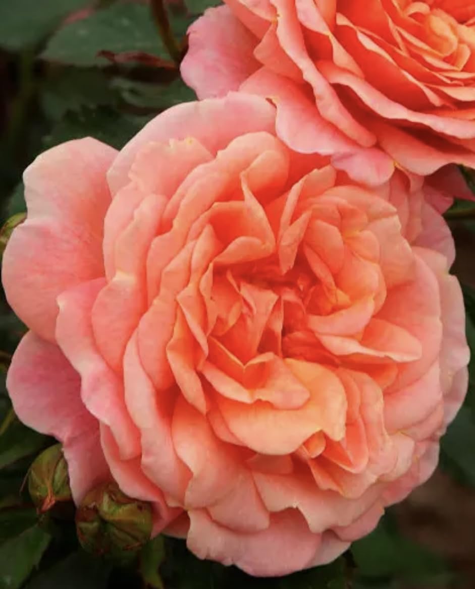 Coral Gardens – Rose of the Year 2026 – Apricot Orange Double Blooms – 4L Potted Rose