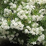 pot de fleur 1 m diametre  Oranger du Mexique - Choisya Aztec Pearl 35cm - Plante En Pot - Floraison Mai-juin - Couleur de la Fleur - Hauteur 0,8 à 1m