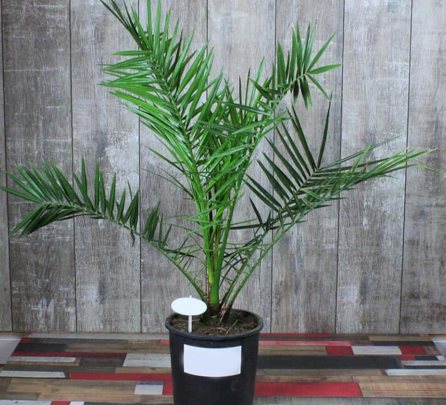 KIRA SEEDS - Seeds Canary Island Date Palm Phoenix - Growing Indoor - Perennial Tree for Planting