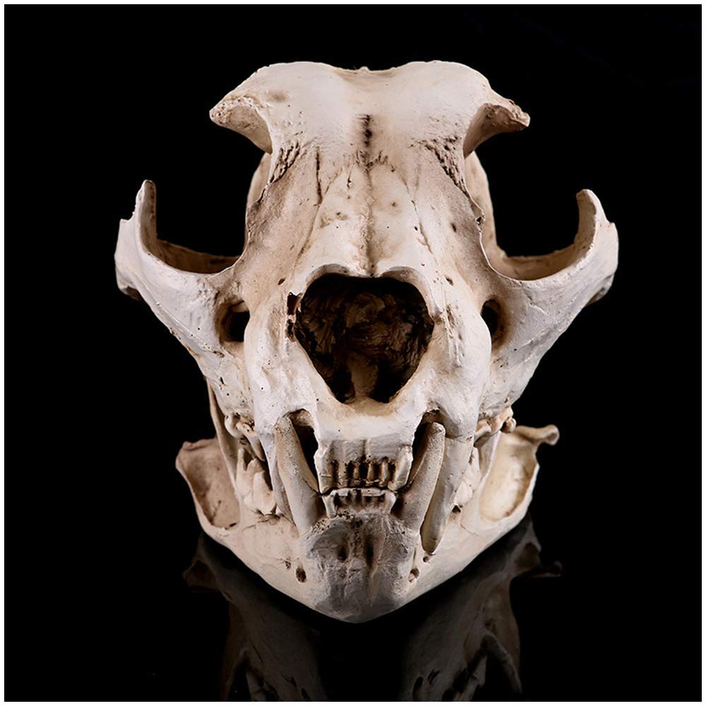 Amazon.co.jp: コヨーテ犬の頭蓋骨モデル樹脂オオカミの頭蓋骨レプリカ