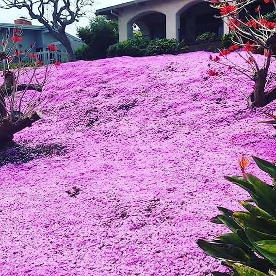 See full amazon price history chart for Mix Cloud Thyme Seeds For Home Garden - 50+ Seeds Pack - Grow All India- Thymus Serpyllum Mix Cloud Thyme Seeds For Home Garden - 50+ Seeds Pack - Grow All India- Thymus Serpyllum (B0C99RRRDX) Amazon Price History, Amazon Price Tracker