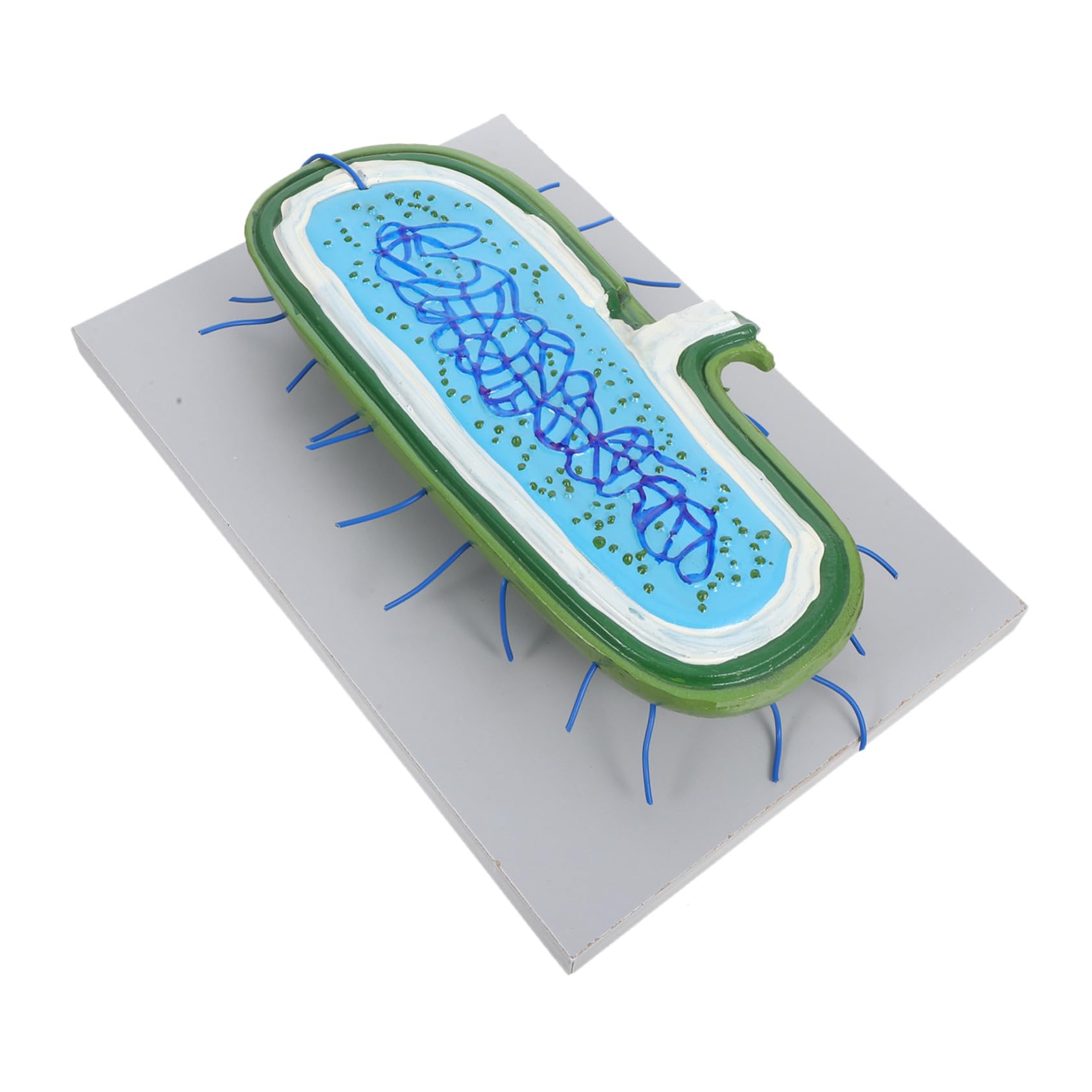 3D-zellenmodell Zellkern aus Kunststoff für Biologieunterricht | Detaillierte Darstellung des Zellkerns, Interaktives Lernen, für Schüler in Naturwissenschaftlichen Unterrichtsstunden