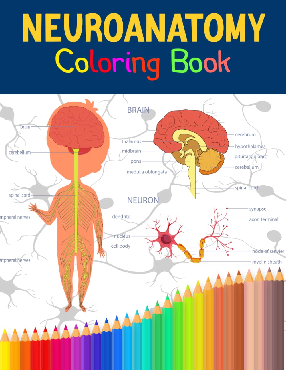 Amazon.com: Neuroanatomy Coloring Book: Discover the Intricacies of the ...