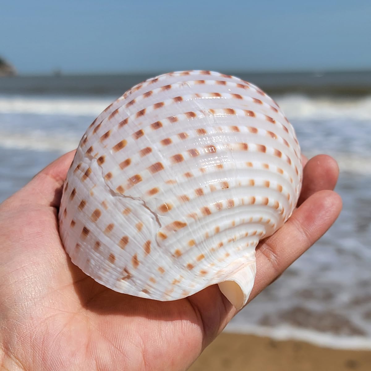 Muscheln, Gepunktete Muscheln, 1 Stück, große, seltene Meeresmuschel, 8–12 cm, perfekt for Heimdekorationen, Aquarien(10~12cm)