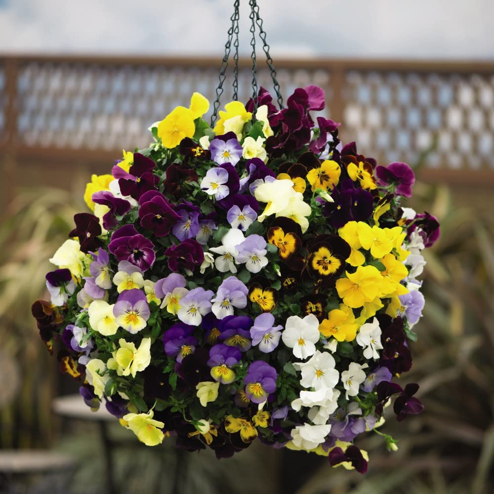 Pansy ‘Coolwave’ Mix Flower Collection Hardy Perennial Garden Plants, 24 x Pansy Coolwave Mixed Plug Plants by Thompson and Morgan (24)