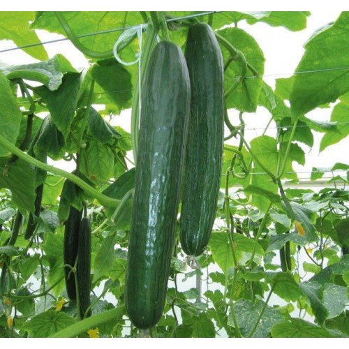 CETRIOLO PIRET BING NR.70 SEMI