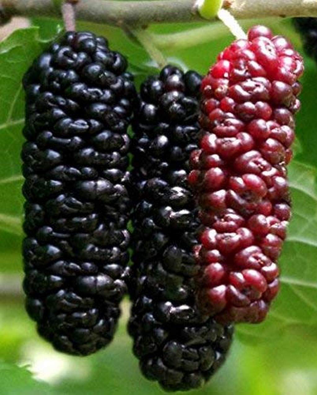 Creative Farmer Super Exotic Dwarf Mulberry Plant Morus Ever Bearing Fruit Healthy Live Plant (B08P5Q5SJL) Amazon Price History, Amazon Price Tracker
